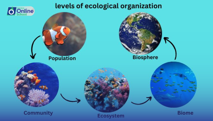 Lesson 01: Ecological Organization